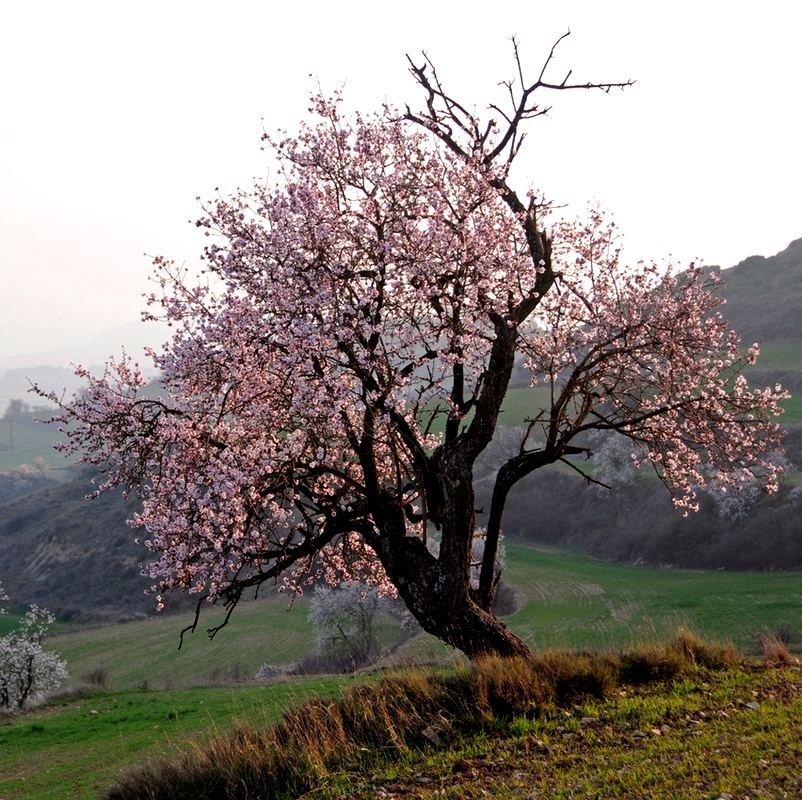 La légende des amandiers en fleur